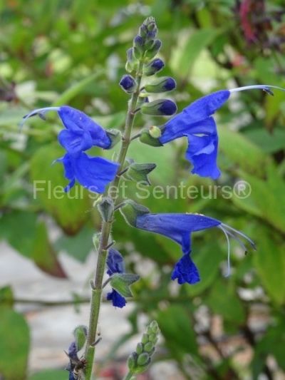 salvia sagittata