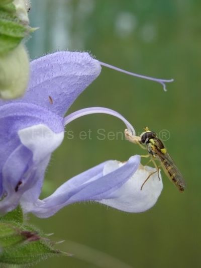 salvia barrelieri salvia barrelieri en fleurs