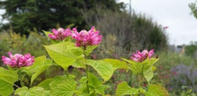 salvia From Ventnor Botanical Garden salvia From Ventnor Botanical Garden