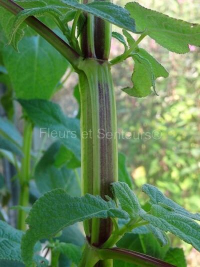 salvia madrensis bois de salvia madrensis